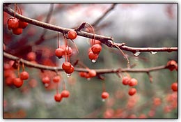 Procure oportunidades fotogr�ficas assim que a chuva parar