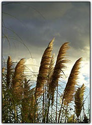 Tempestades podem criar um pano de fundo dram�tico para as fotos da natureza