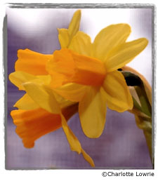 Narcisos estilizados