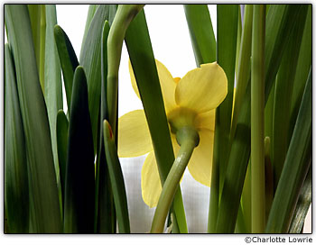 Margarida entre talos