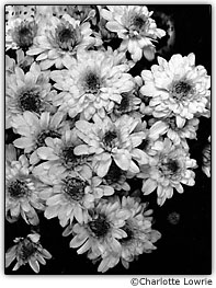 Margaridas em preto-e-branco