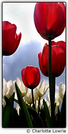 Tulipas vermelhas e brancas