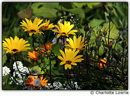 Flores selvagens multicoloridas