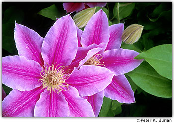 Clematite e folhas verdes