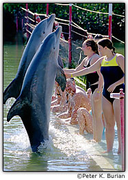 Golfinhos e meninas, ambos bastante n�tidos