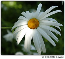Flor com realces apagados