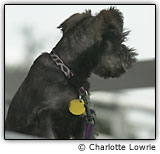 Imagem com pouco contraste