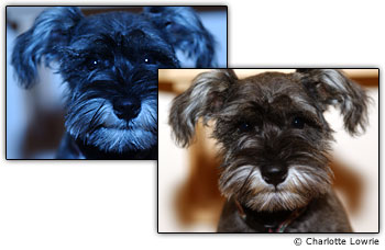 Imagens com e sem tons de cor indesej�veis