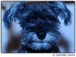 Imagem com tonalidade azul