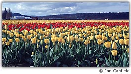 Imagem digitalizada sem edi��o