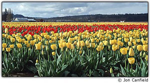 A imagem digitalizada com corre��o de cores corrige o azul do c�u e o verde da grama