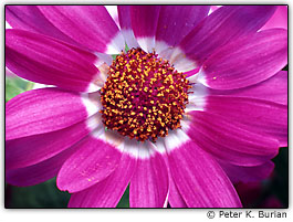 Flores em close extremo