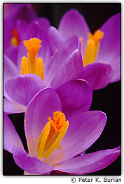 Interior de um a�afr�o