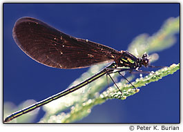 Efem�rida com plano de fundo azul