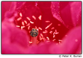 Interior de uma pe�nia