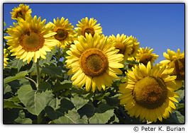 Girass�is em contraste com o c�u azul