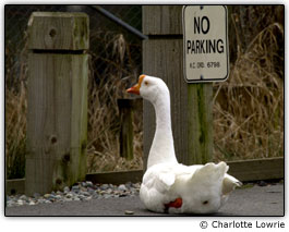 Pato em �rea de estacionamento proibido