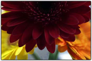 Macrofotografia de uma flor