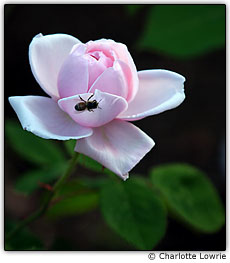 Abelha sobre uma flor rosa