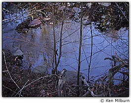 Procure contrastes de cor dram�ticos na natureza