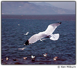 Escolha uma posi��o favor�vel para capturar fotos da natureza