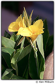 Procure luz suave e expressiva