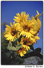 Girass�is amarelos em contraste com o c�u azul