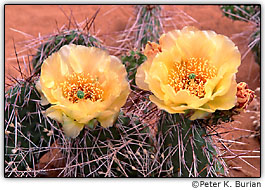 Flores de cacto amarelas