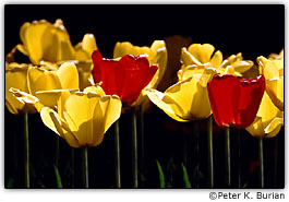 Fileira de tulipas com ilumina��o traseira