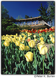 Tulipas e restaurante