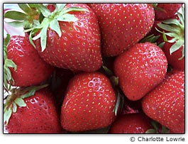 Como divers�o, fotografe s�mbolos tradicionais do ver�o