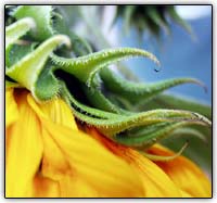 As primeiras fotos digitais