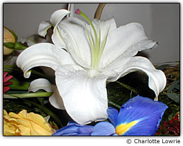 L�rio com excesso de flash