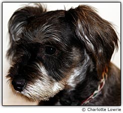 Cachorro com redu��o de olhos vermelhos