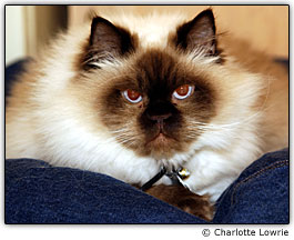 Gatinho com olhos vermelhos