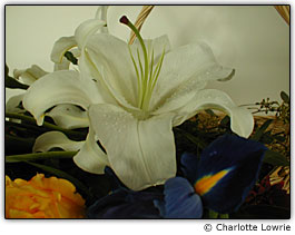 L�rio em luz de tungst�nio