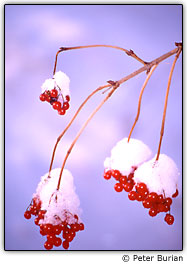 Cerejas cobertas de neve